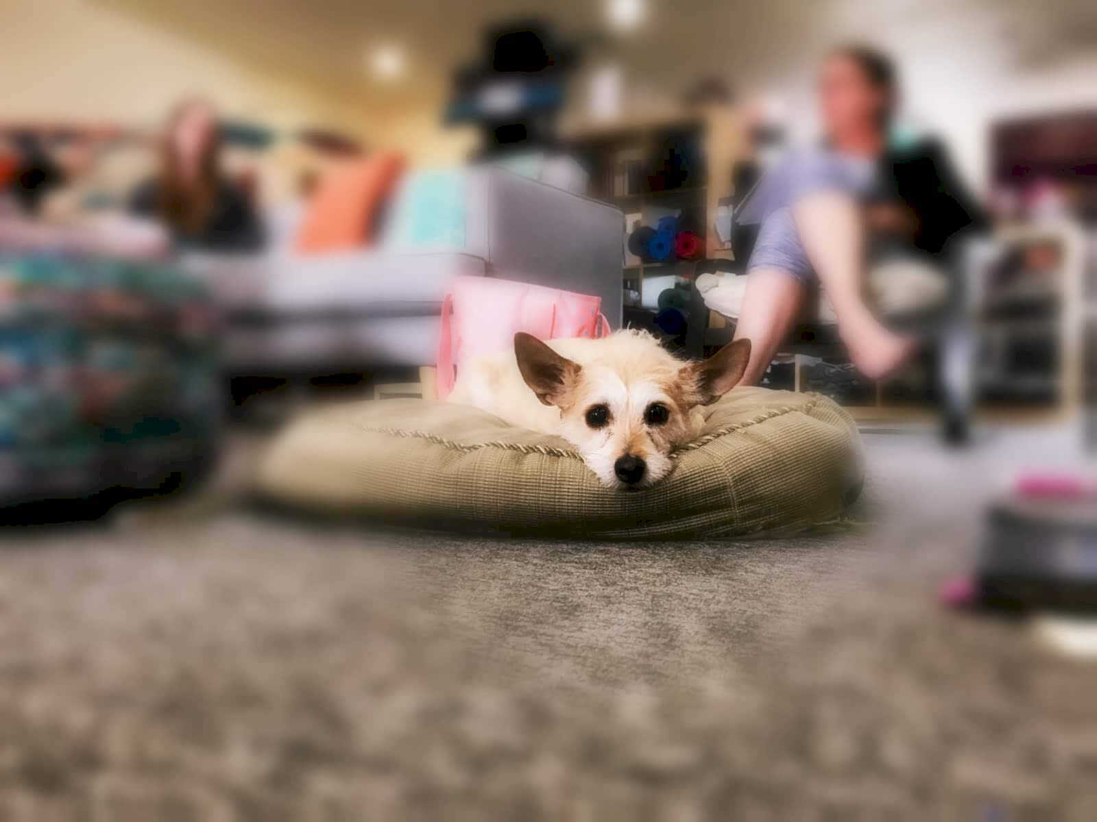 a photo of Sasha, a small dog, on her bed