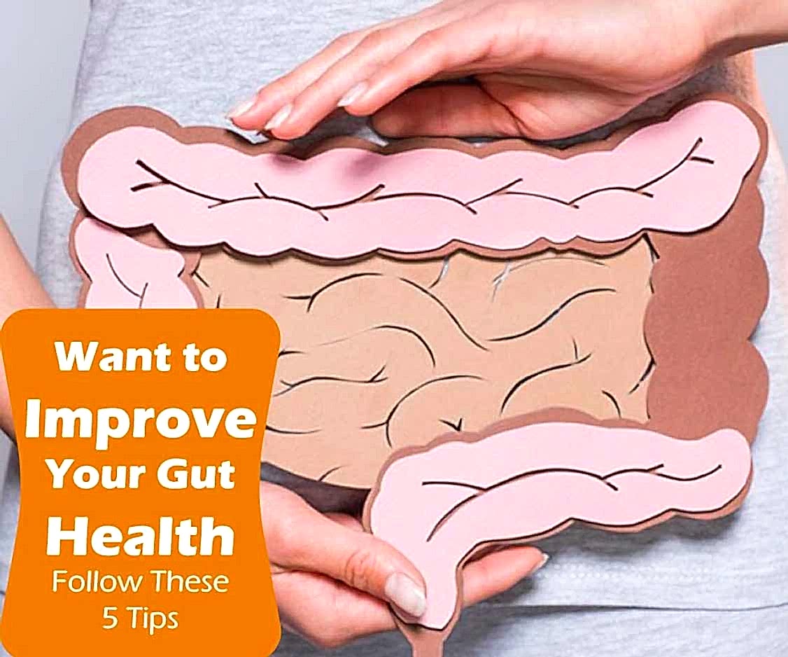 Diagram of a gut